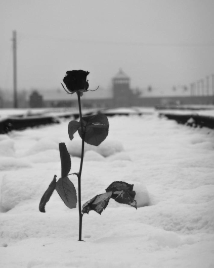 Rosa en las vías de tren de Auschwitz II-Birkenau.